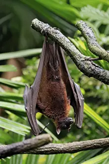 Großer Feuerfuchs Drucke: Flughund des Kalong (Pteropus vampyrus)