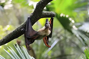 Großer Feuerfuchs Drucke: Flughund des Kalong (Pteropus vampyrus)