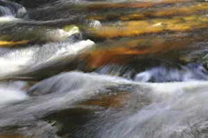 Central European Wilderness Drucke: Kalte Bode, autumn, Kalte, Bode