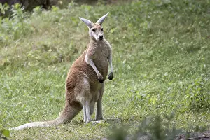 Uninhabited Forest Landscape Drucke: Kangaroo in a clearing in the wild