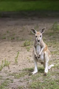 Animal Head Shot Drucke: Kangaroo in the wild