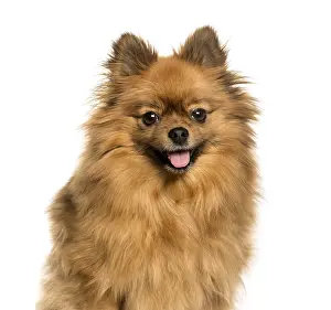 Mammalian Species Drucke: Keeshond against white background