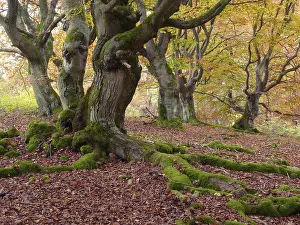 Beech Forest Drucke: Kellerwald, beech, hut forest, tree