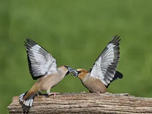 Southern Germany Nest Drucke: KernbeiBer
Kernbeier