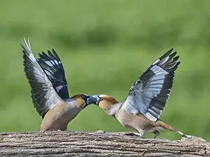 Southern Germany Nest Drucke: KernbeiBer
Kernbeier