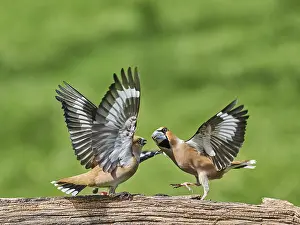 Southern Germany Nest Drucke: KernbeiBer
Kernbeier