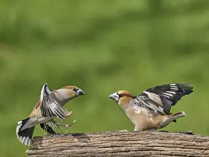 Southern Germany Nest Drucke: KernbeiBer
Kernbeier