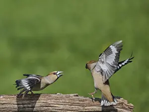 Southern Germany Nest Drucke: KernbeiBer
Kernbeier