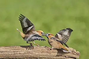 Southern Germany Nest Drucke: KernbeiBer
Kernbeier