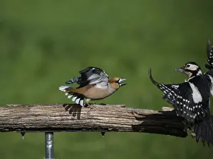 Southern Germany Nest Drucke: KernbeiBer
Kernbeier