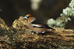 Drucke von Kernbeisser, Coccothraustes coccothraustes, nach Nahrung suchend, Burbach Nordrhein-Westfalen Kernbeißer Drucke: Kernbeisser, Coccothraustes coccothraustes