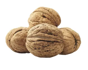 White Background Nuts Drucke: Kernel walnuts isolated on the white background
