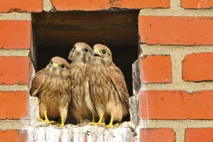 Young Kestrel Drucke: Kestrel