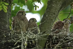 Young Animal Behavior Drucke: Kestrel
