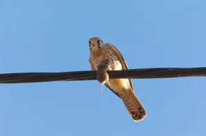 Birds Searching For Food Drucke: Kestrel with mouse