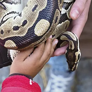 Drucke von Ein Junge hält mit dem Zookeeper einen Python Regius, eine der größten Schlangenarten der Welt Python Drucke: Ein Zookeeper hält einen Python regius