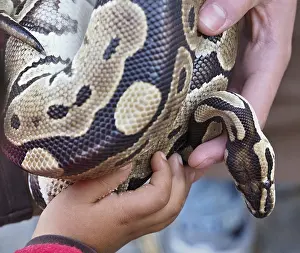 Wildlife Education Drucke: Kid and zookeeper holding a python snake