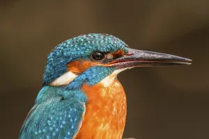 River Wildlife Photography Drucke: Kingfisher