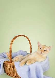 Animal Depiction Art Drucke: Kitten in a basket with a blue blanket