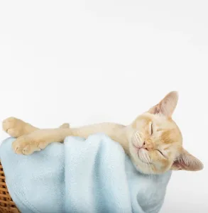 Birman Kitten Drucke: Kitten in basket with blue blanket