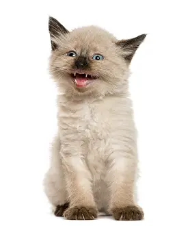 Studio Shot Cat Drucke: Kitten meowing in front of white background