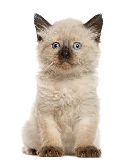 Studio Shot Of Cat Drucke: Kitten in front of white background