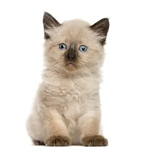 Blue Eyed Kitten Drucke: Kitten in front of white background