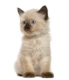 Studio Shot Cat Drucke: Kitten in front of white background