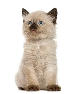 Funny Cat Pictures Drucke: Kitten in front of white background