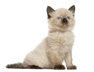 Blue Eyed Kitten Drucke: Kitten in front of white background