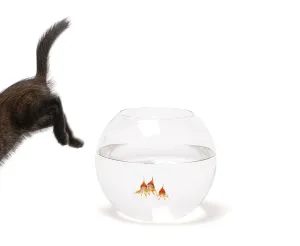 Studio Shot Of Kitten Drucke: Kitten's bottom and tail visible