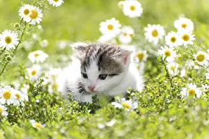Farm Field Scenery Drucke: Kitty is on the background field of a daisies