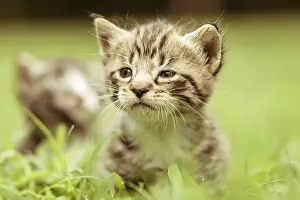 Deserted Landscape Photo Drucke: Kitty in grass