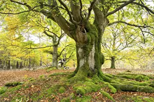 Moss Covered Roots Drucke: Knotty copper beech (Fagus sylvatica)