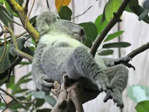 Gerahmter Druck : Kakadu-Bär Gerahmter Druck : Kakadu-Bär