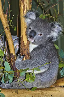 Marsupial Animals Drucke: Koala Closeup