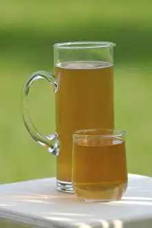 Citrus Fruit Tea Drucke: Kombucha