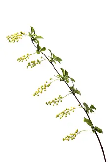 Korean Barberry Drucke: Korean barberry Ruby (Berberis koreana Ruby)