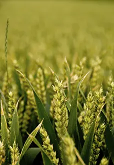 Agricultural Landscape Photography Drucke: Kornfeld / Cornfield