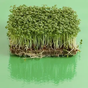 Herb Photography Drucke: Kress