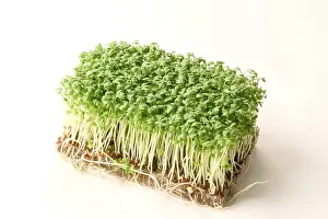 Herb Photography Drucke: Kress