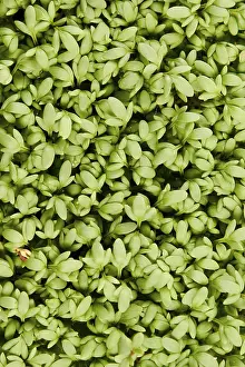Green Plant Nutrition Drucke: Kress