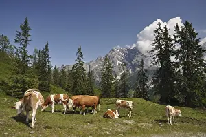 Mountain Pass Scenery Drucke: Kuih, cows, cattle, Dientner saddle