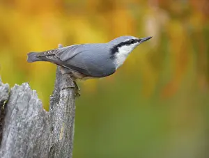 Close Up Bird Photography Drucke: L5OHfrapEfg
