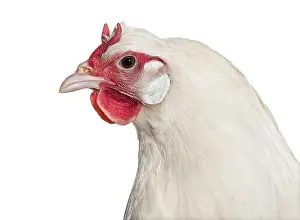 White Background Chicken Drucke: La Fleche chicken against white background