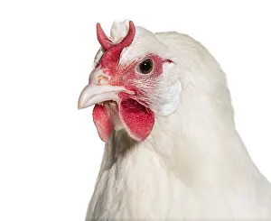 White Background Chicken Drucke: La Fleche chicken against white background