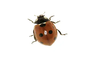 Drucke von Ladybird Marienkäfer Drucke: Ladybird