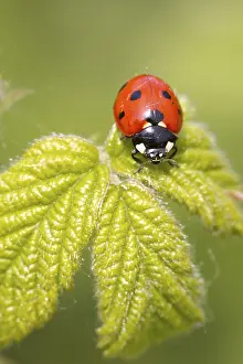 Ladybird Close Up Drucke: A Ladybird on a leaf close up