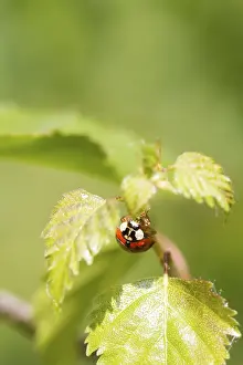 Nature Insect Images Drucke: Ladybird on a leaf close up