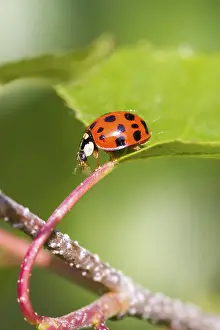 Nature Insect Images Drucke: Ladybird on a leaf close up